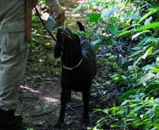 Foz do Iguaçu, 19 de novembro de 2018. Prova de Certificação de Cães - BM