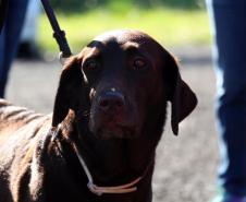 Foz do Iguaçu, 19 de novembro de 2018. Prova de Certificação de Cães - BM